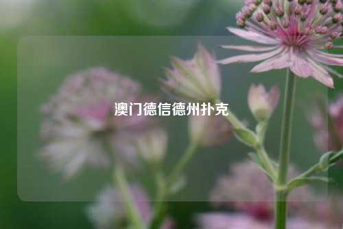 澳门德信德州扑克